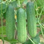 Cucumber vegetable Cucumis sativus green seeds for planting in kitchen garden beds or vertical garden setups - Dharaseeds