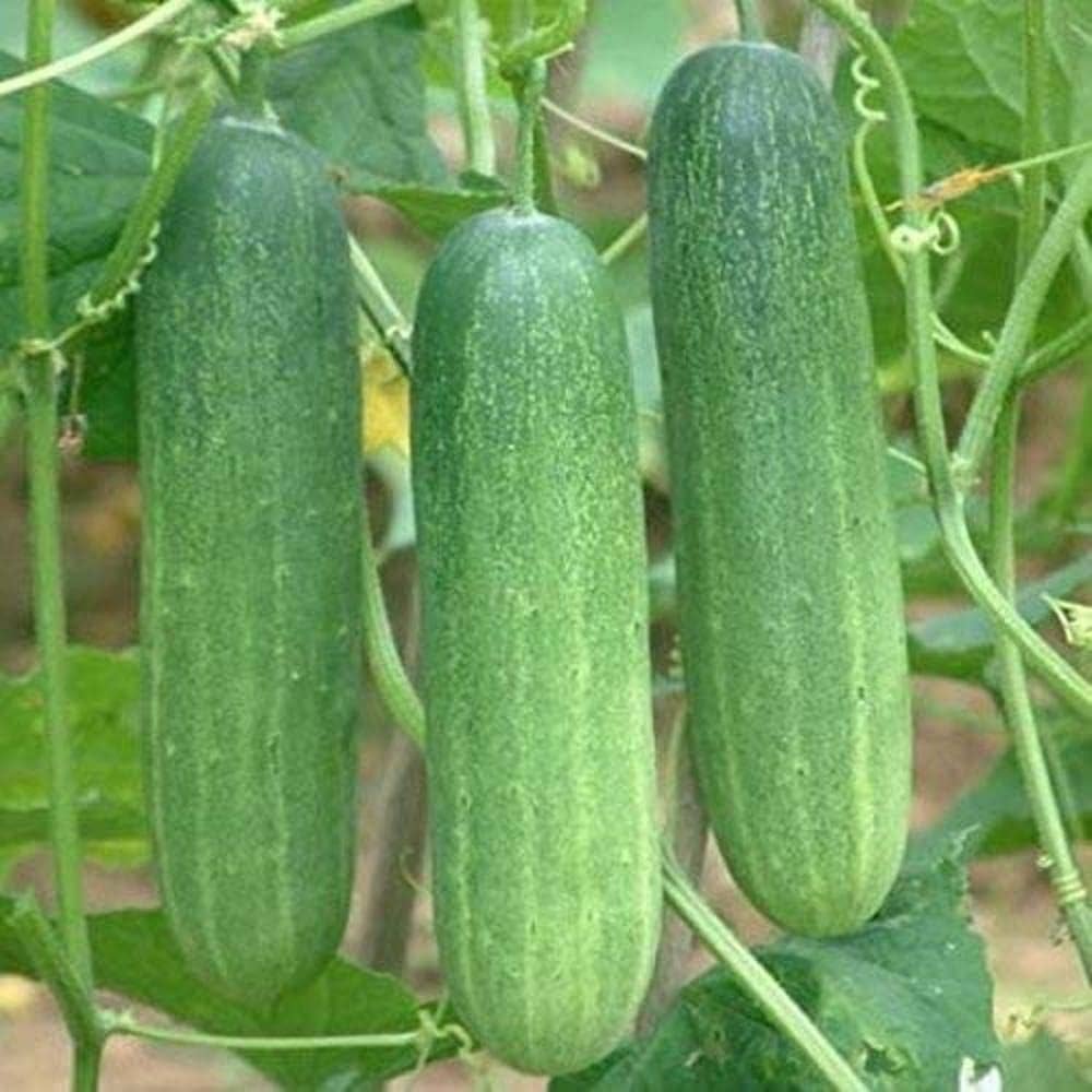 Cucumber vegetable Cucumis sativus green seeds for planting in kitchen garden beds or vertical garden setups - Dharaseeds