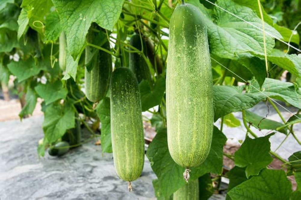 Cucumber vegetable Cucumis sativus green seeds for planting in kitchen garden beds or vertical garden setups - Dharaseeds