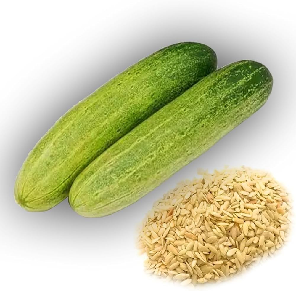 Cucumber vegetable Cucumis sativus green seeds for planting in kitchen garden beds or vertical garden setups - Dharaseeds