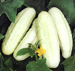Cucumber ‘White Wonder’ vegetable seeds – heirloom variety with pale fruits - Dharaseeds