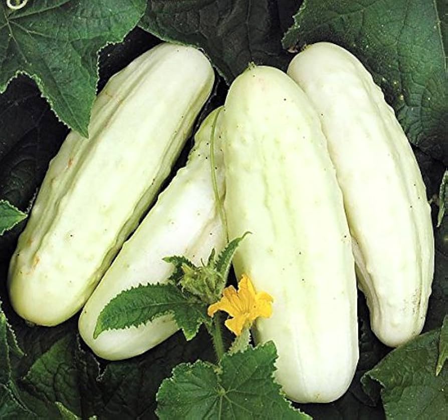 Cucumber ‘White Wonder’ vegetable seeds – heirloom variety with pale fruits - Dharaseeds