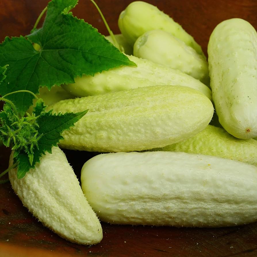 Cucumber ‘White Wonder’ vegetable seeds – heirloom variety with pale fruits - Dharaseeds