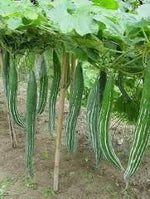 Cucumerina Seeds for Planting, 100 Pcs pcs - Dharaseeds