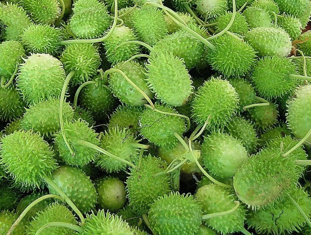 Cucumis Anguria Seeds for Planting - 100 Pcs pcs - Dharaseeds