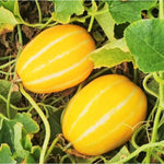 Cucumis Melo cantaloupe seeds with high germination and strong growth