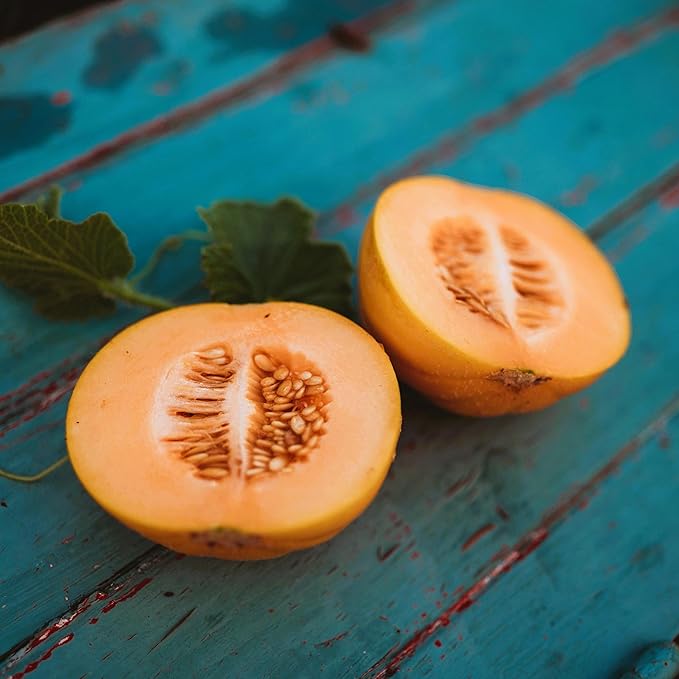 Cucumis melo Medovyy Aromat melon seeds for backyard garden