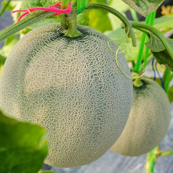 Cucumis Melo Melemon Hybrid melon seeds for planting