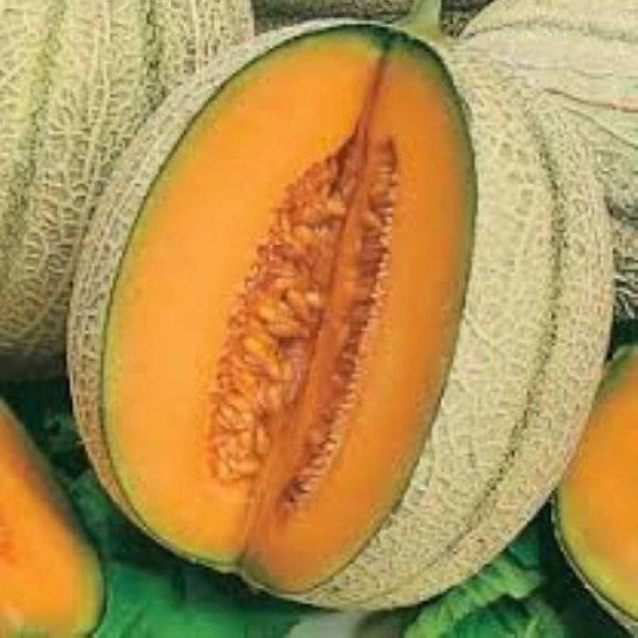 Cucumis melo Retato melon seeds for warm climate gardening
