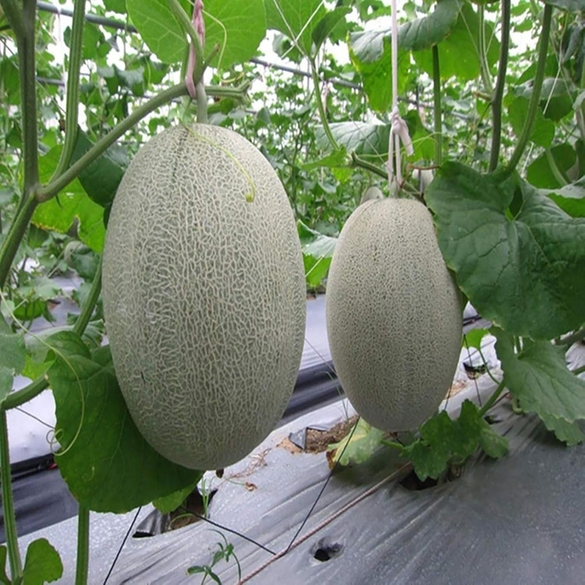 Cucumis melo honeydew melon seedlings sprouting in warm soil