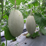 Cucumis melo honeydew melon seedlings sprouting in warm soil