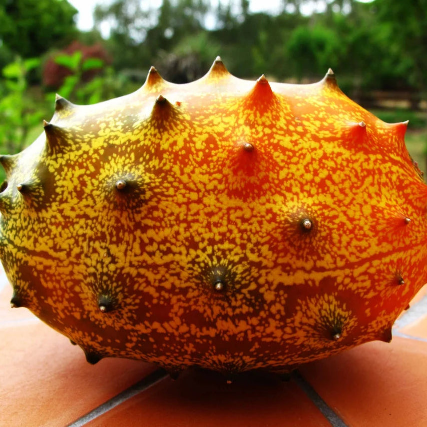 Cucumis Metuliferus seeds for warm climate gardening