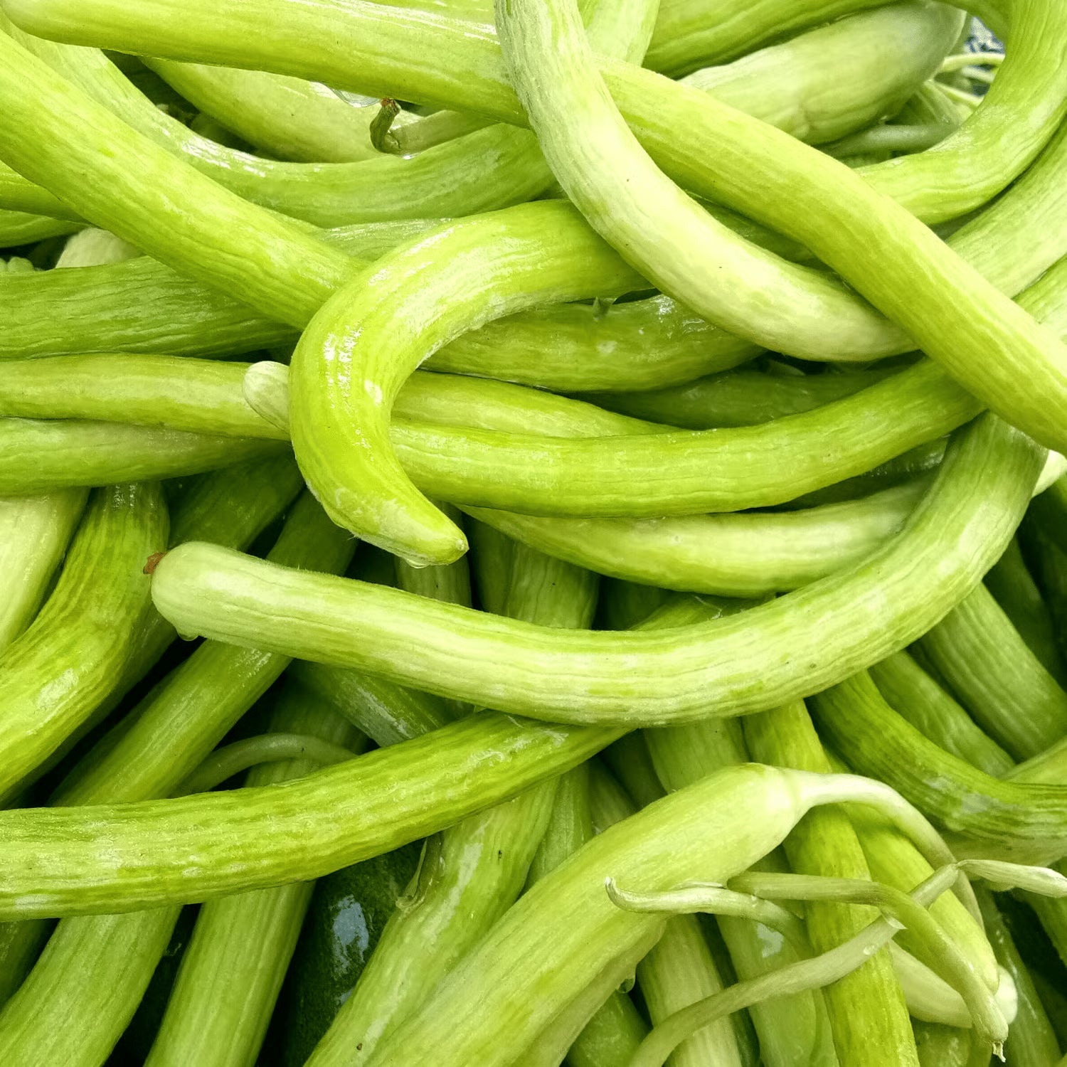 Cucumis sativus Japanese Long Cucumber Seeds for vegetable gardening