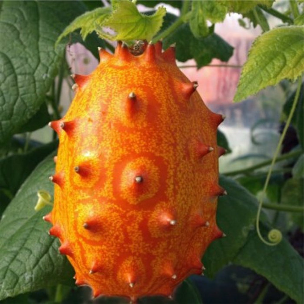 Cucumis Metuliferus Seeds for Planting