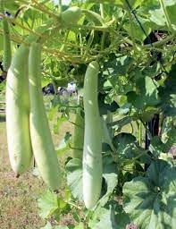 Cucuzzi Gourd Seeds for Vegetable Planting, 100 Pcs pcs - Dharaseeds