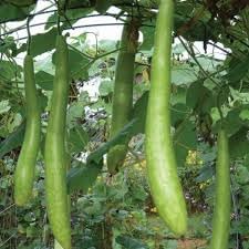 Cucuzzi Vegetable Seeds for Planting - 100 Pcs pcs - Dharaseeds