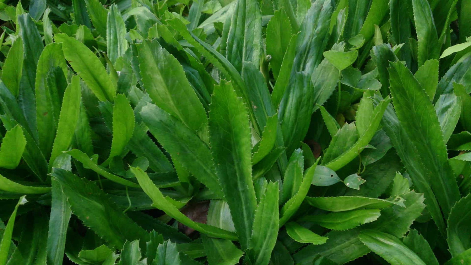 Recao - Culantro Eryngium foetidum