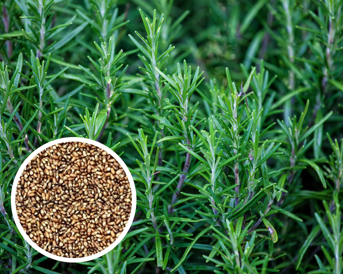 Culinary Rosemary seeds for kitchen garden planting