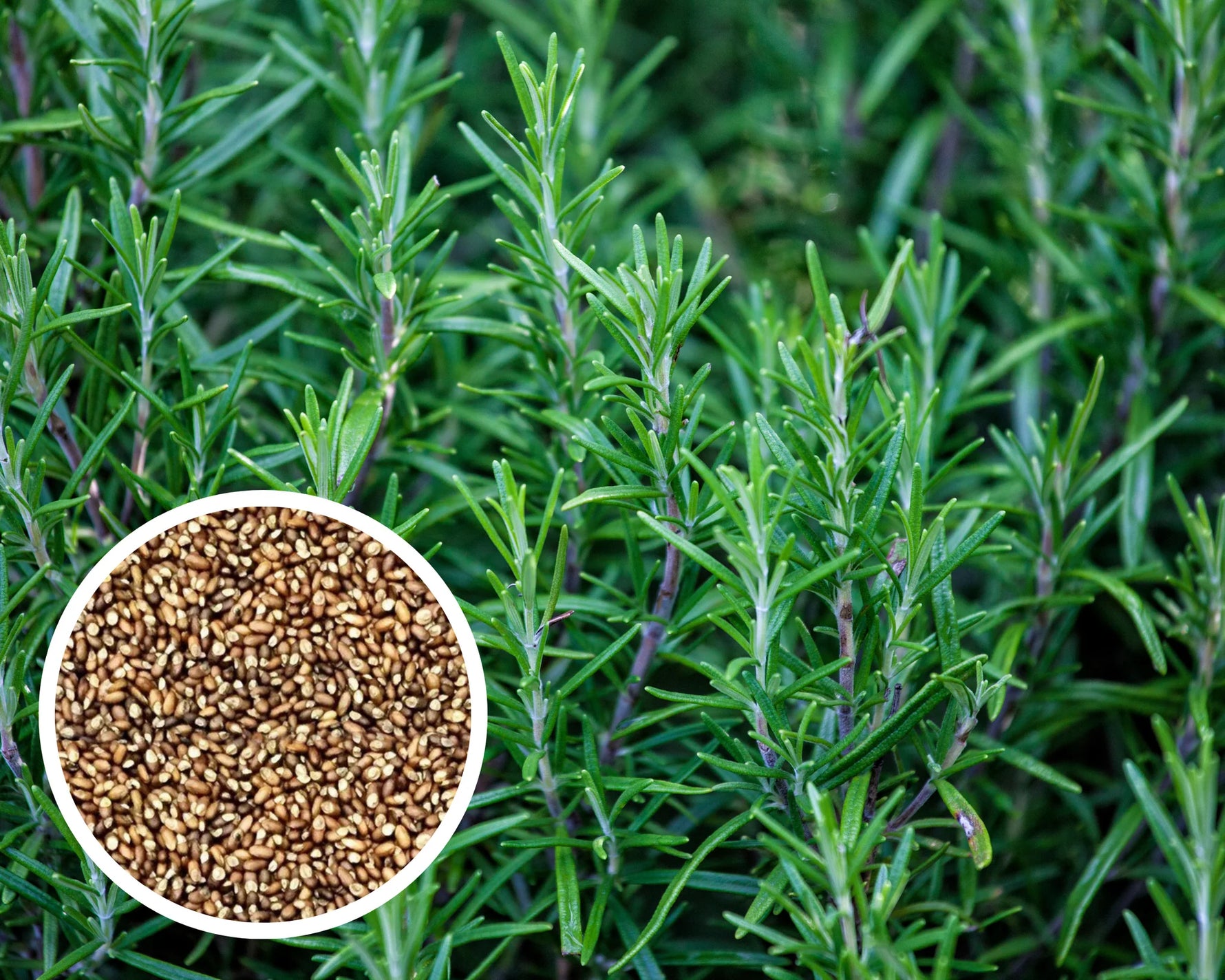 Culinary Rosemary seeds for kitchen garden planting