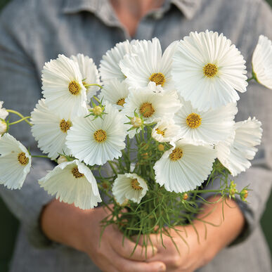 Cosmos Cupcakes White Imported heirloom non-gmo garden seeds