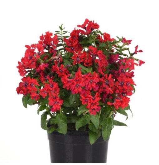 Cuphea Sweet Talk Red Imported heirloom non-gmo organic garden seeds