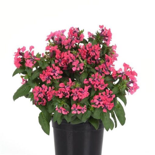 Cuphea Sweet Talk Deep Pink Imported heirloom non-gmo organic garden seeds