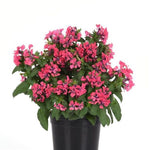 Cuphea Sweet Talk Deep Pink Imported heirloom non-gmo organic garden seeds