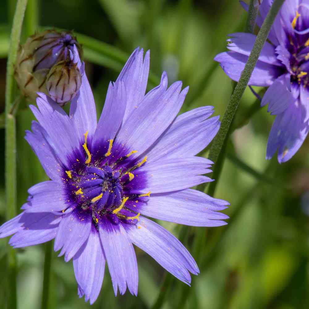 Cupid’s Dart Blue Long-Lasting Bloom Flower Seeds