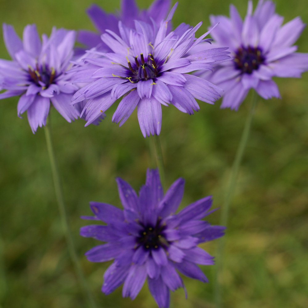 Cupid’s Dart Blue Long-Lasting Bloom Flower Seeds