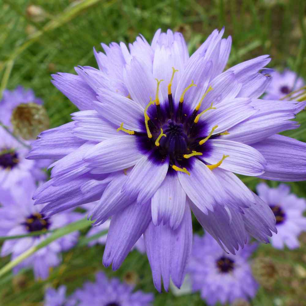 Cupid’s Dart Blue Long-Lasting Bloom Flower Seeds