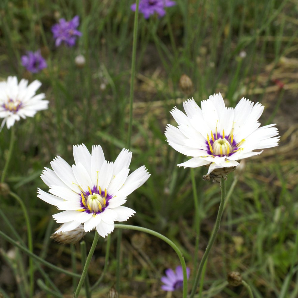 Cupid’s Dart White Delicate Bloom Flower Seeds