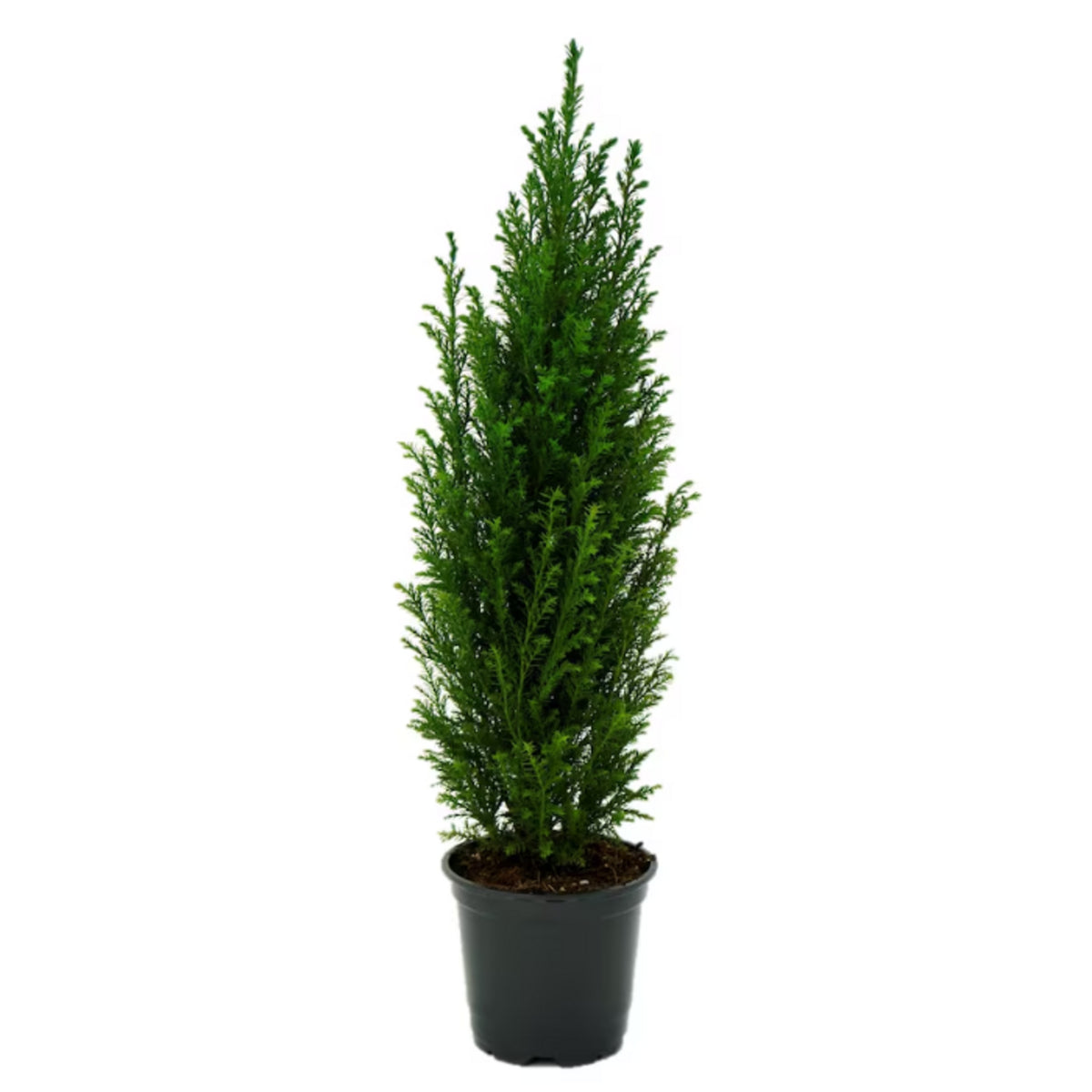 Cupressus seedlings young plants in nursery