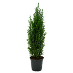 Cupressus seedlings young plants in nursery
