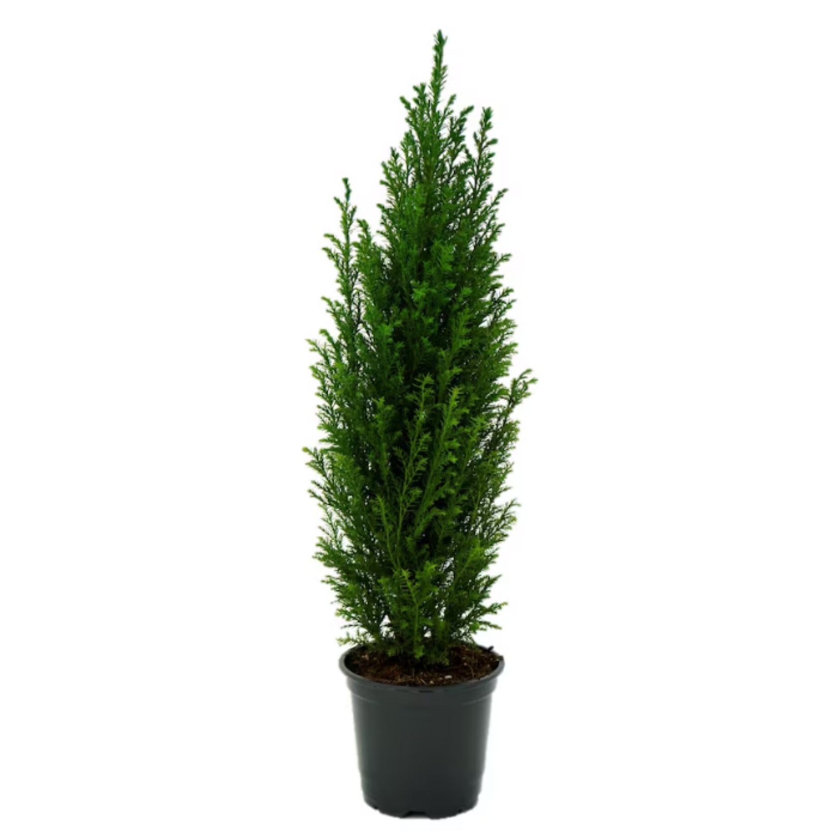 Cupressus seedlings young plants in nursery
