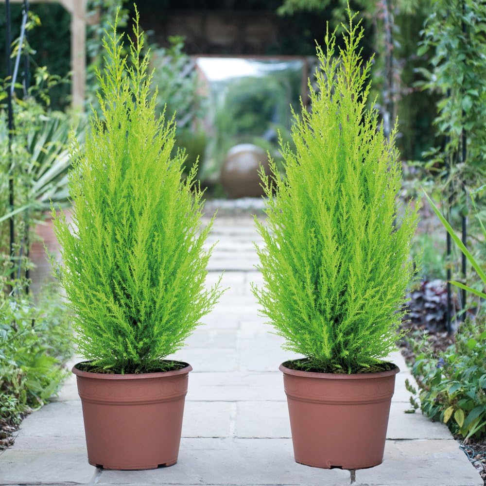 High quality Cupressus seeds for planting