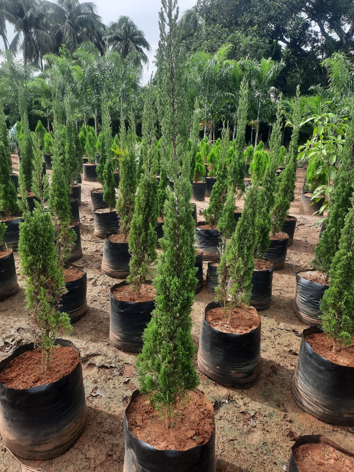 Cupressus seeds germination in seed tray
