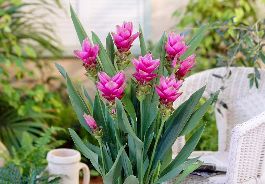 Siam Tulip Curcuma Seeds – Tropical Blooms with Turmeric-Like Foliage