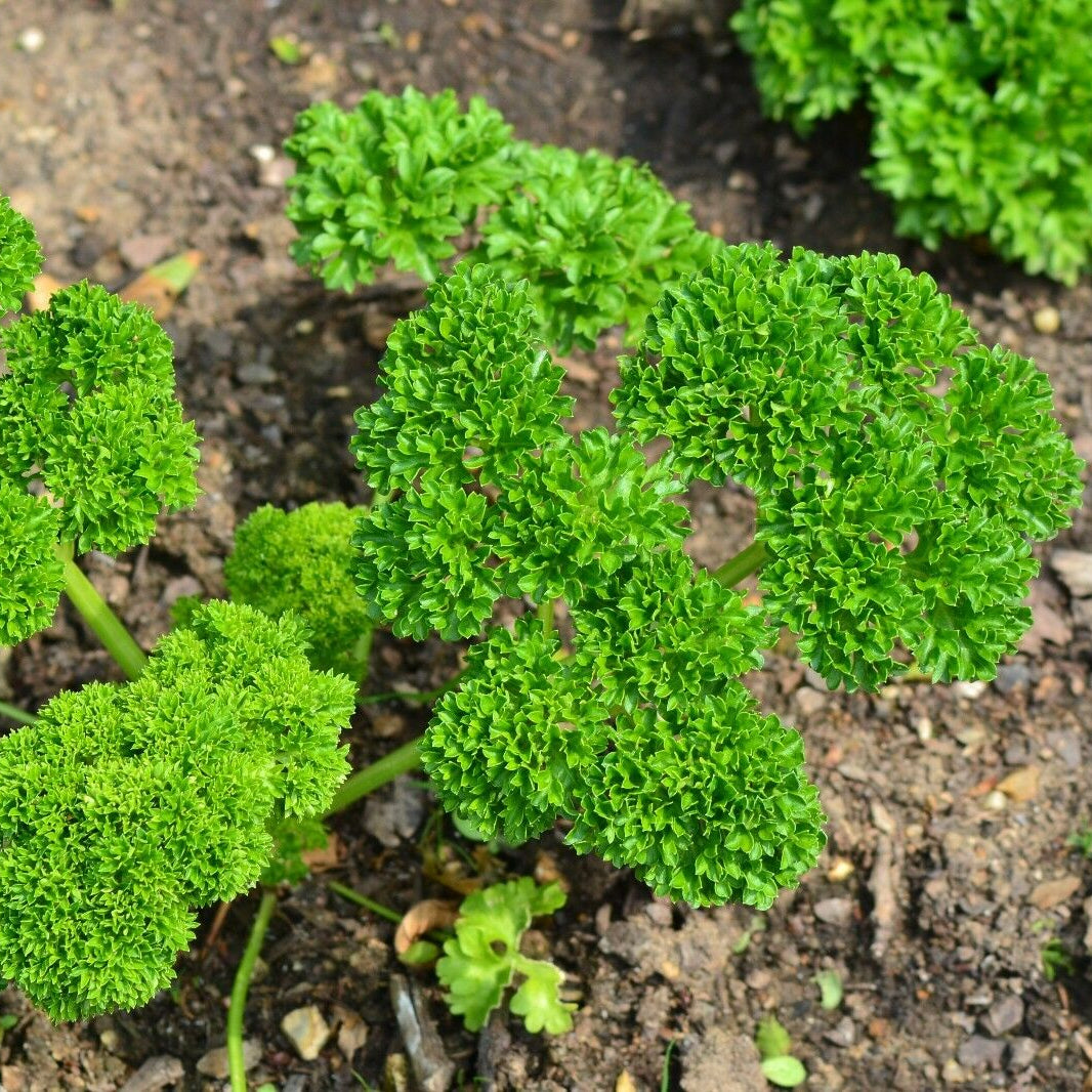 Curled herb seeds for planting aromatic herbs in home gardens