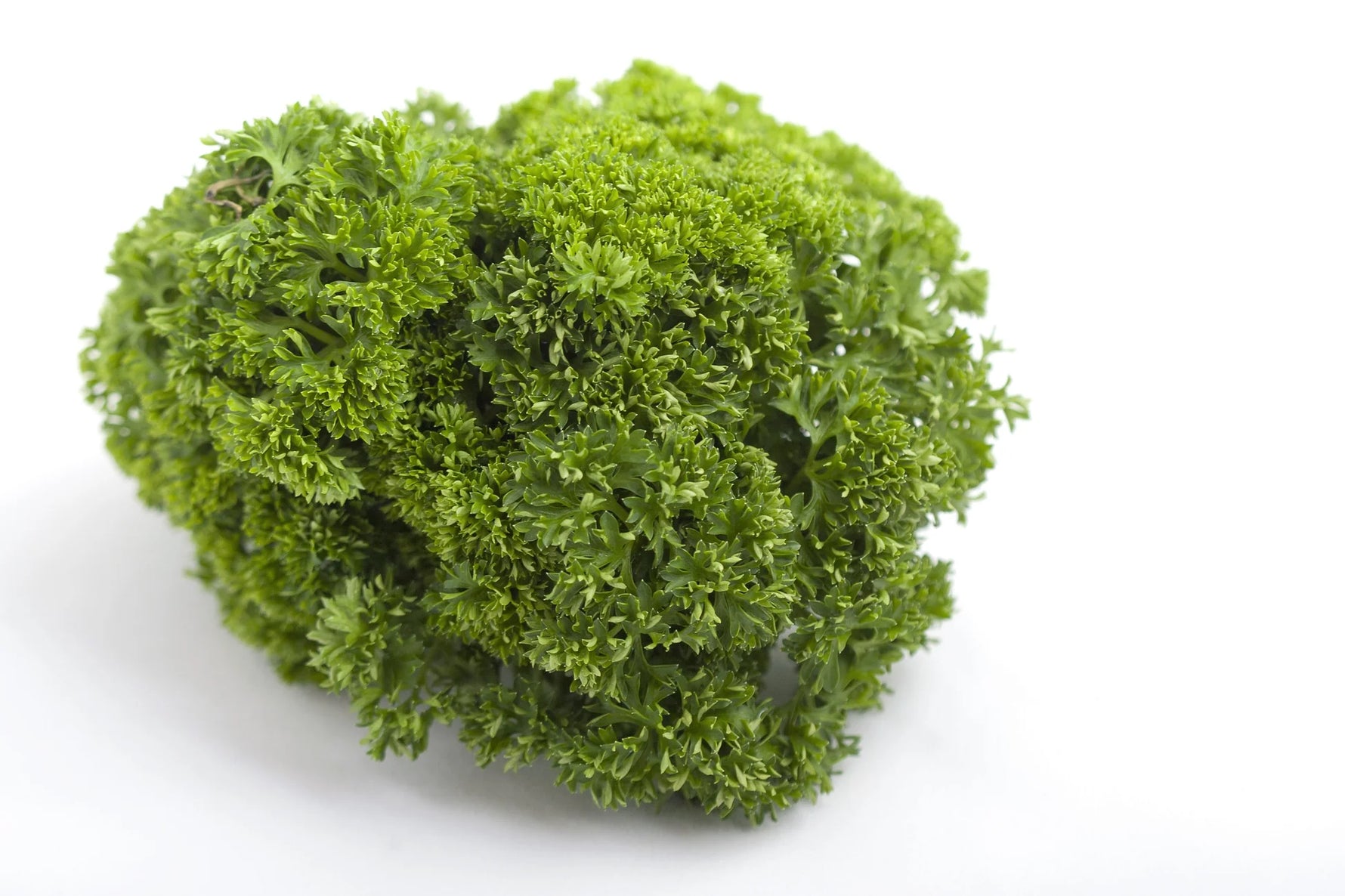 Curled leaf herb seeds producing flavorful aromatic herbs