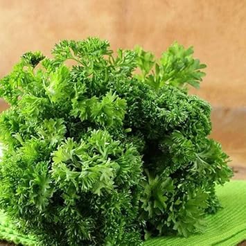 Curled Vegetable Seeds for Planting - 100 Pcs pcs - Dharaseeds