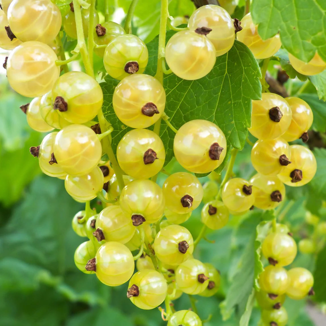 Currant seeds