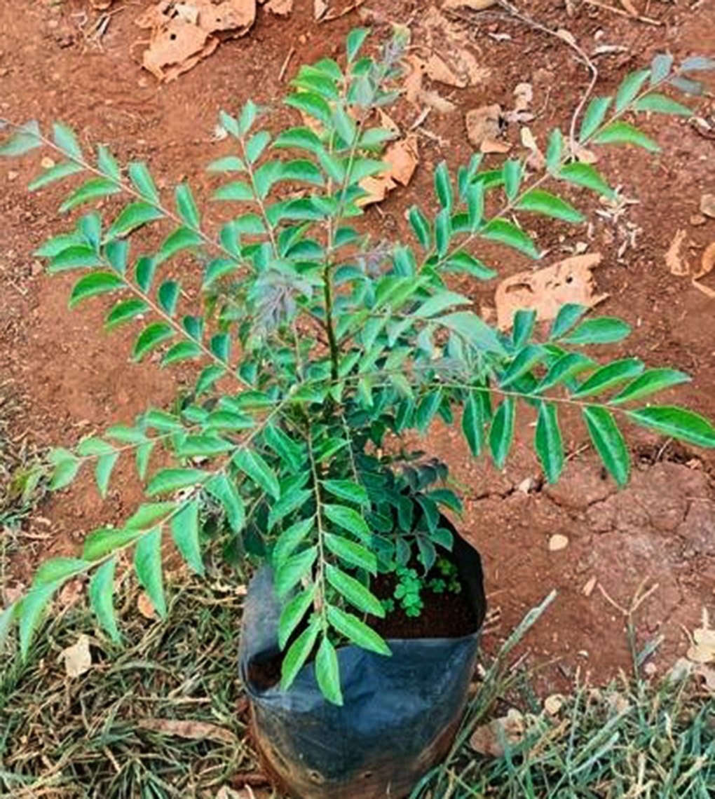 Curry Leaf Plant