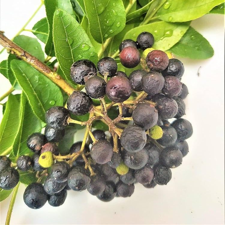 Curry Leaf Herb Seeds for planting in kitchen garden