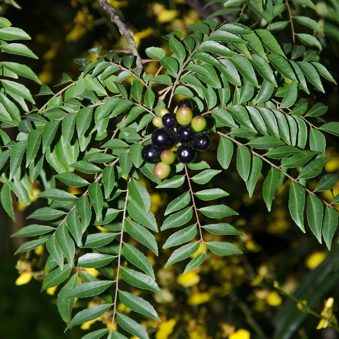 Curry Leaf Seed Pods Non-GMO Organic Planting