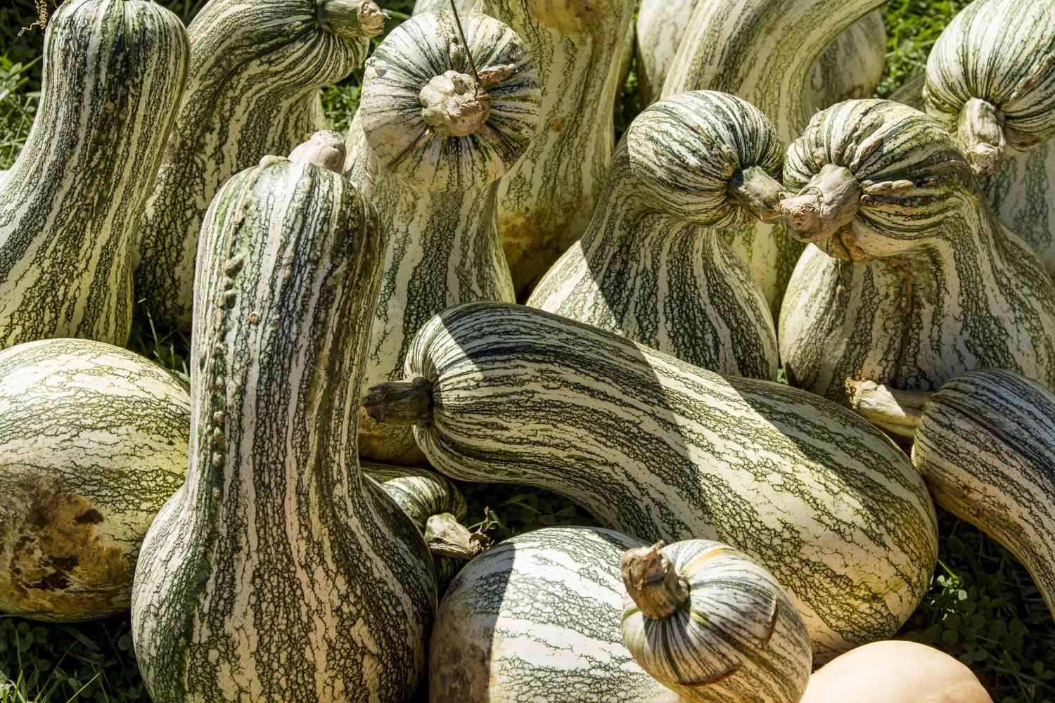 Cushaw Green Striped Squash Seeds for Garden and Container Planting