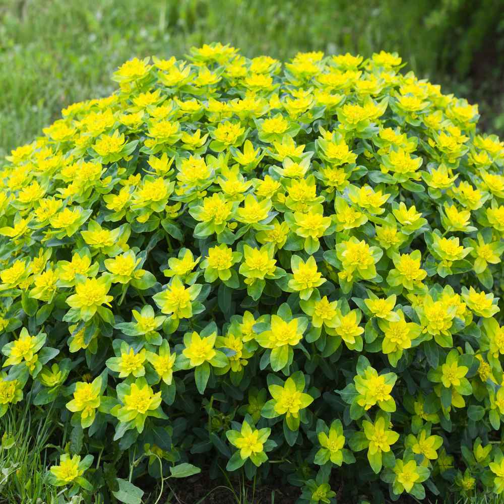 Euphorbia Cushion Spurge Bright Yellow Bloom Plant Seeds