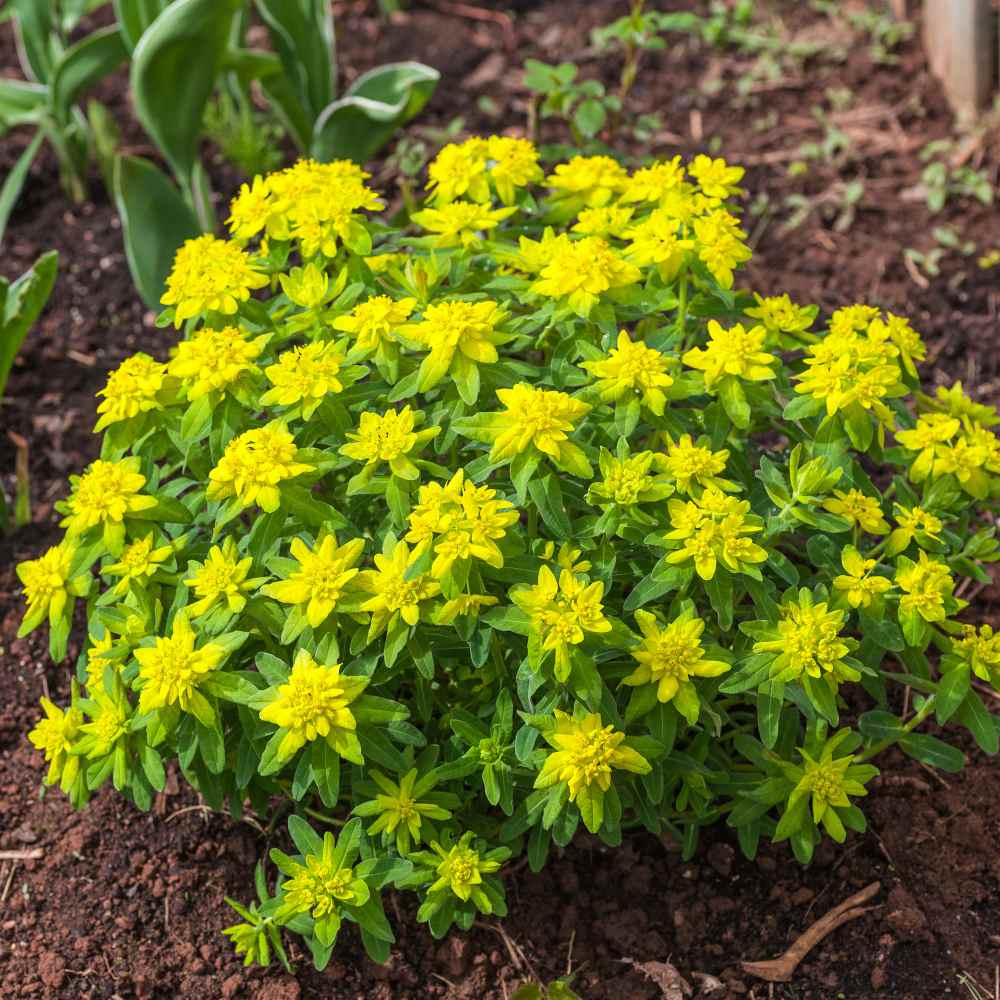 Euphorbia Cushion Spurge Bright Yellow Bloom Plant Seeds