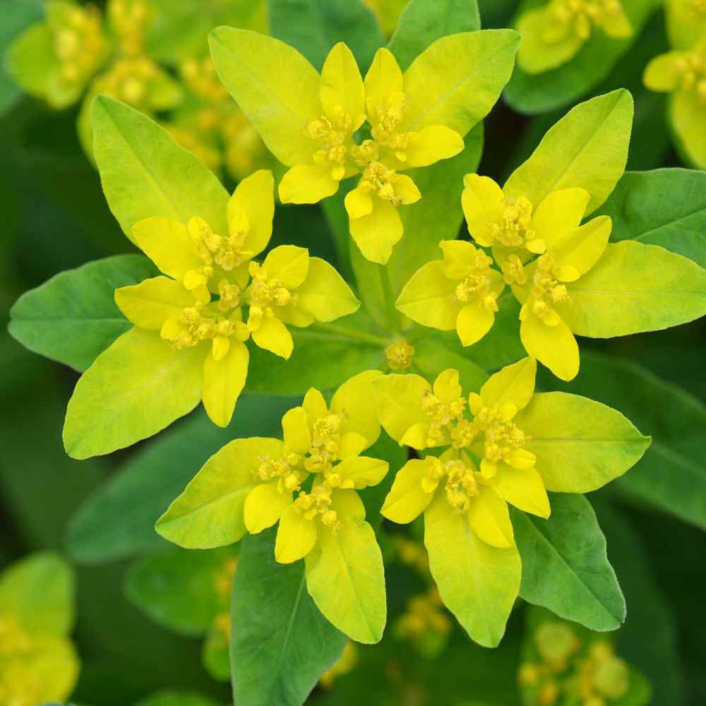 Euphorbia Cushion Spurge Bright Yellow Bloom Plant Seeds