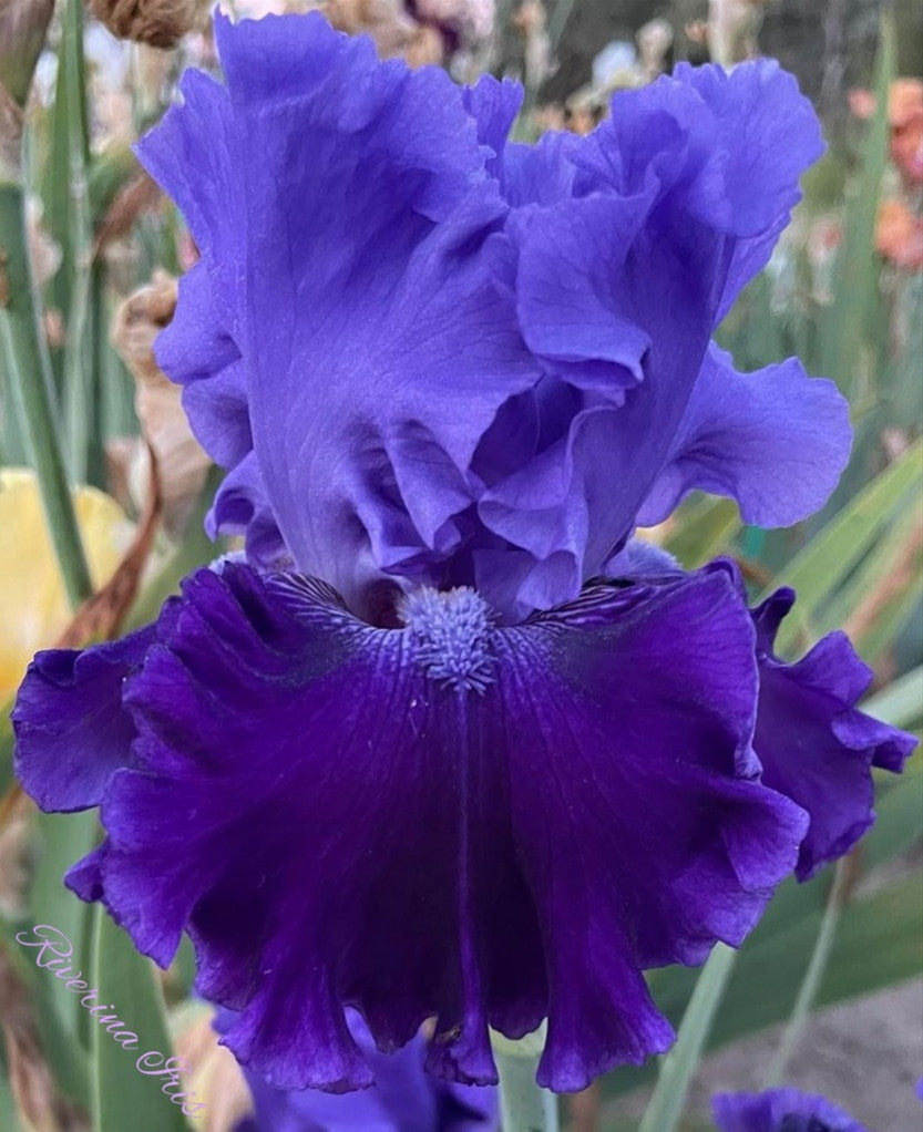 Bearded Iris - Cybergrape