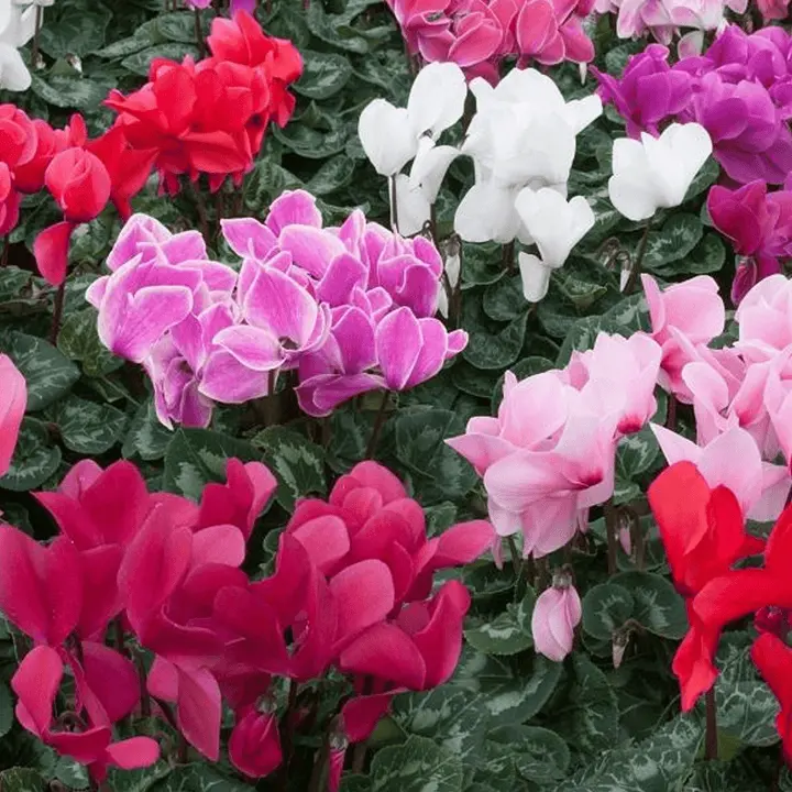 Mixed Color Cyclamen Flower Seeds for Planting-Heirloom & Non-GMO Seeds for planting Dhara Seeds